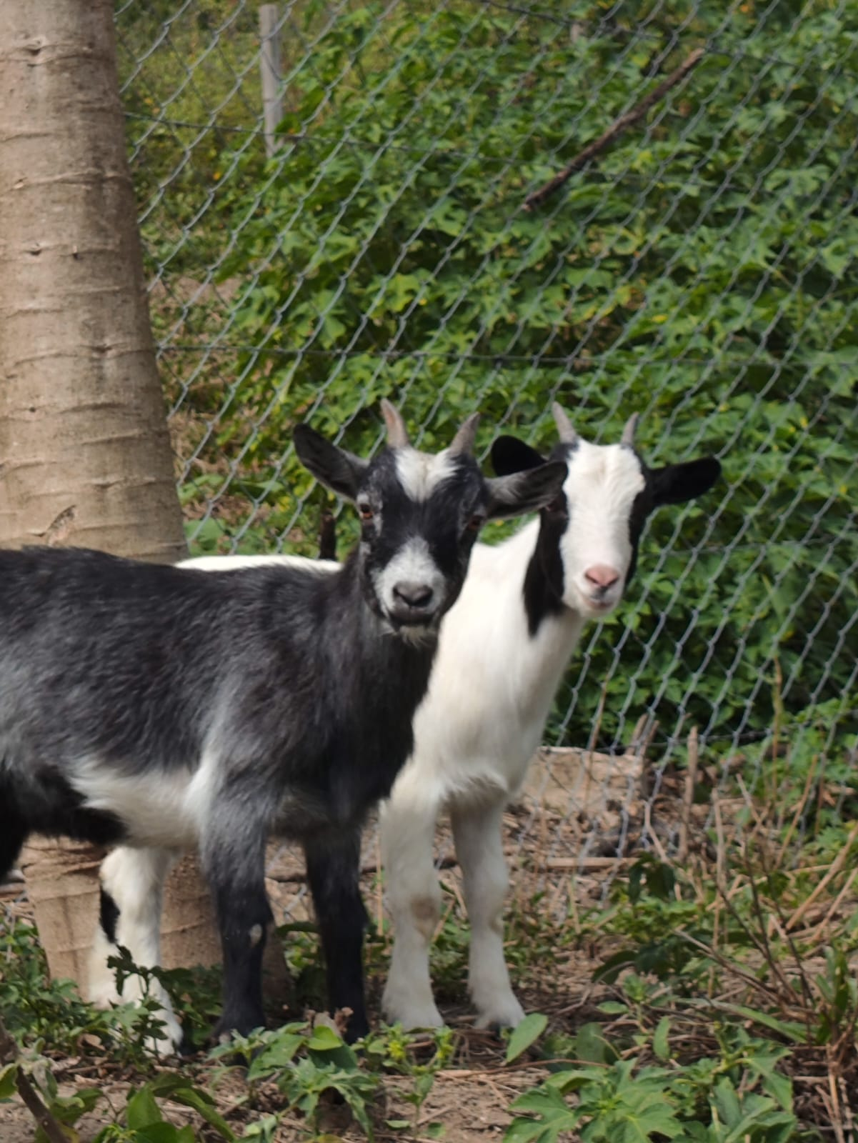 Cabras Anãs