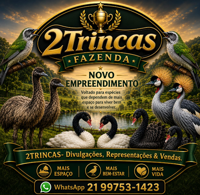 Cisnes Negros & Brancos